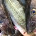 Det internationale havforskningsråd (ICES) får nu hård kritik for sin anbefaling om nul-fangst af torsk i 2026. Hos Scottish White Fish Producers Association (SWFPA) kalder man forslaget »vanvittigt« og advarer om, at det kan knække og slette den skotske flåde »med et pennestrøg.« arkivfoto