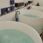 Varmtvandsrejer i bassin på Bornholm - RUC