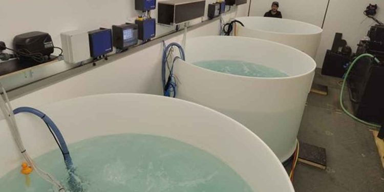 Varmtvandsrejer i bassin på Bornholm - RUC