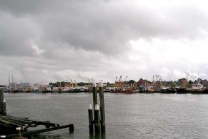 Hollandske rejebåde ved kaj  foto: OC