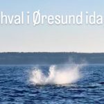 Stor og legesyg Næbhval springer rundt i Øresund netop nu - det skriver Øresundsakvariet på deres facebookside
