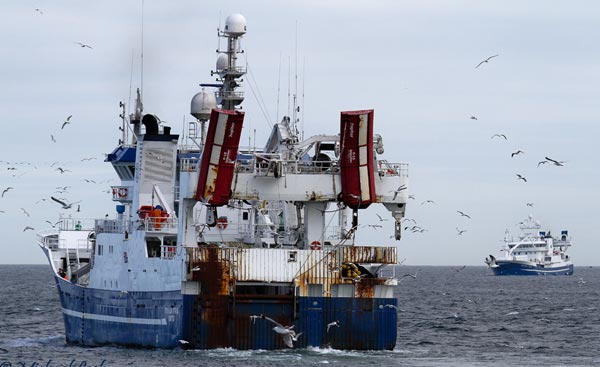 Read more about the article Færøerne tvunget til at sætte egen makrel kvote