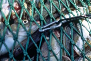 Et etårigt forskningsprojekt, der er støttet af erhvervsmidler fra Fiskeafgiftsfonden, og som startede efter en henvendelse fra Fiskeriets Arbejdsmiljøråd til Center for Maritim Sundhed og Samfund (CMSS) har nu nået sit mål – nu ligger der en færdig rapport, der beskriver fiskernes psykosociale arbejdsmiljø. foto: sdu