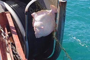 Vi fisker overvejende pighvar og havtaske på Aberdeen-Bank, hvor vi sætter ca. 1.400 hvar-garn over omkring 60 sømil. Trods afstanden fra land og imellem de banker hvor garnene sættes, så følger sælerne med. Ud af en fangst på ca. 500 kg havtaske og 3.450 pighvar er det ca. 90 procent af havtaskerne som bliver skambidt og spist.