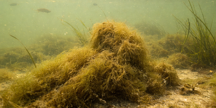 Forskere peger på flere forklaringer på den usædvanligt tidlige algeopblomstring langs de danske kyster. foto: FiskerForum.dk