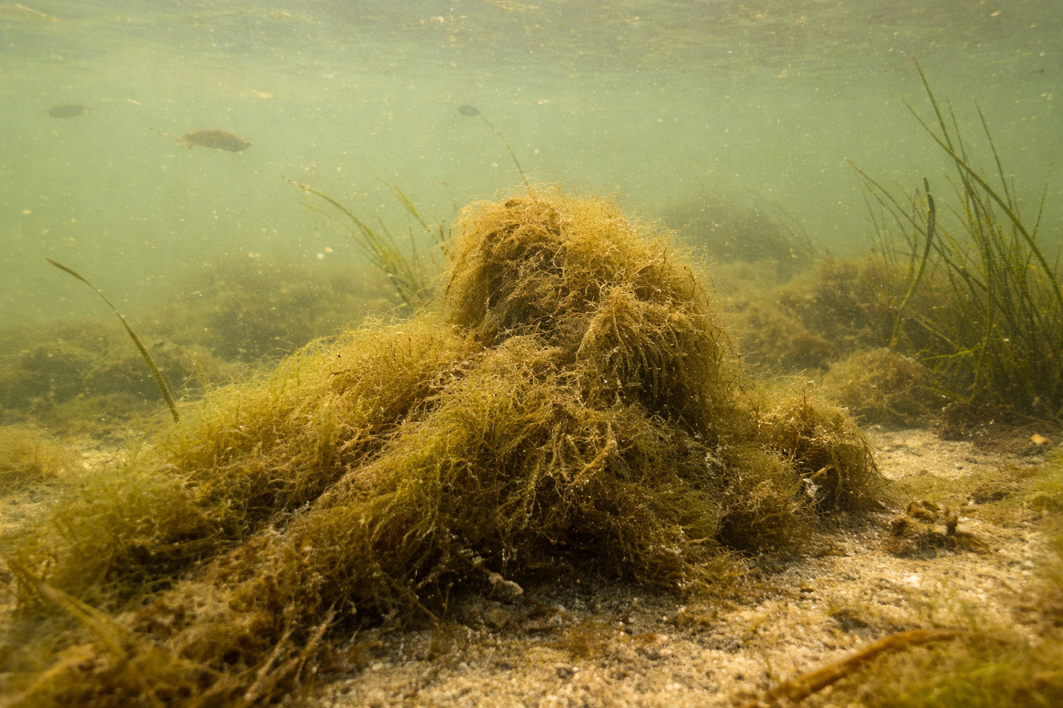 Read more about the article Fedtemøg allerede i marts sætter gang i havmiljødebatten