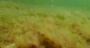 Hvor de danske kyster er blevet kvalt i fedtemøg / trådalger: (*Ectocarpus eller Pylaiella*), langt tidligere end normalt, gentager mønsteret sig nu mod nord.