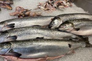 En sund kostplan starter med fisk og skaldyr foto: FiskerForum.dk