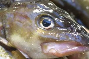 Hver eneste år fanger vi i Danmark over 400.000 tons fisk. Det er en vigtig fødevarekilde. Alligevel er der nu et voksende pres fra veganere og dyreaktivister, som mener, at vi skal tage hensyn til fisks følelser – ja, at fisk faktisk har bevidsthed og kan mærke smerte. foto: snapshot ft