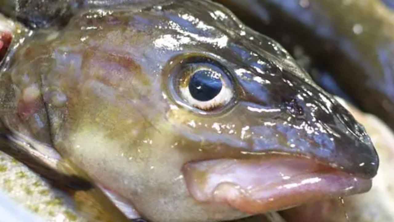 Read more about the article Følelser i farvandet – Har fisk mere bevidsthed, end vi tror?