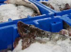 Grønlandske fiskere får alt for lidt for deres fisk  Arkivfoto - FiskerForum