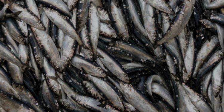 Den nye standard kræver, at vildtfangede fisk, der anvendes til foder i fiskeopdræt, skal komme fra mere bæredygtige fisk.