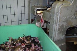 Kommerciel udnyttelse af spild-produkter fra fiskerierhvervet.  Arkivfoto