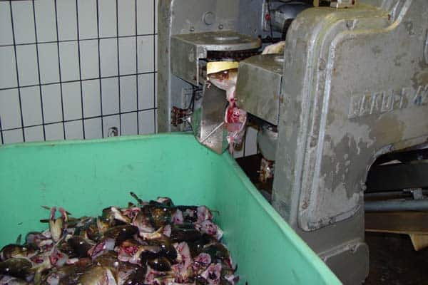 Read more about the article Kommerciel udnyttelse af spild-produkter fra fiskerierhvervet.