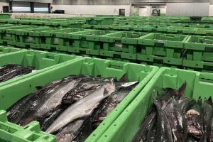 Danske fiskere har landet markant flere fisk i udlandet foto: fiskerforum
