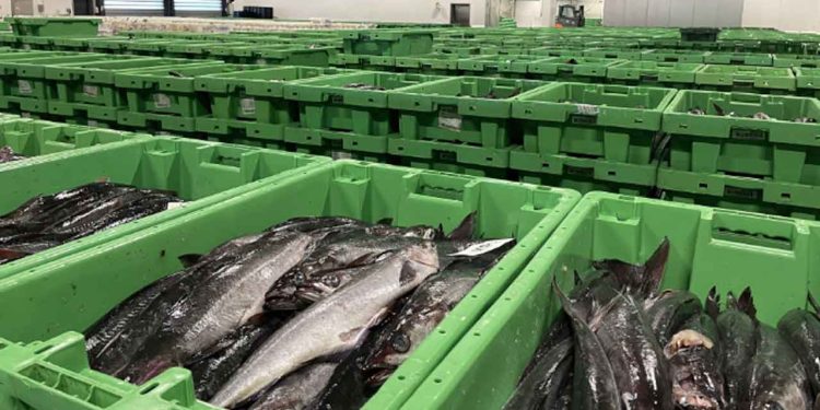 Danske fiskere har landet markant flere fisk i udlandet foto: fiskerforum