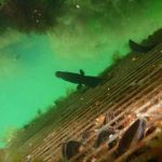 fiskebørnehaver - københavns havn - WWF og By og Havn