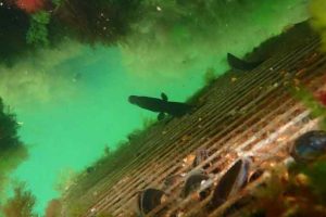 fiskebørnehaver - københavns havn - WWF og By og Havn