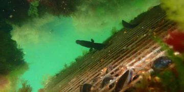 fiskebørnehaver - københavns havn - WWF og By og Havn