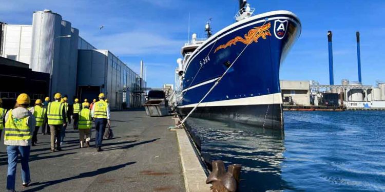 2025 blev et år med markant højere råvarepriser for den danske fiskemelsindustri. Den samlede landingsværdi af fisk til produktion af fiskemel og fiskeolie nåede 1,46 mia. kr. – en stigning på 20 procent sammenlignet med 2024. foto: MID