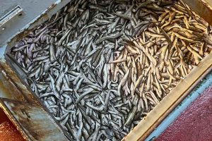 Deltagere søges til forsøgsfiskeri efter fjæsing i Kattegat