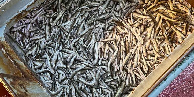 Deltagere søges til forsøgsfiskeri efter fjæsing i Kattegat