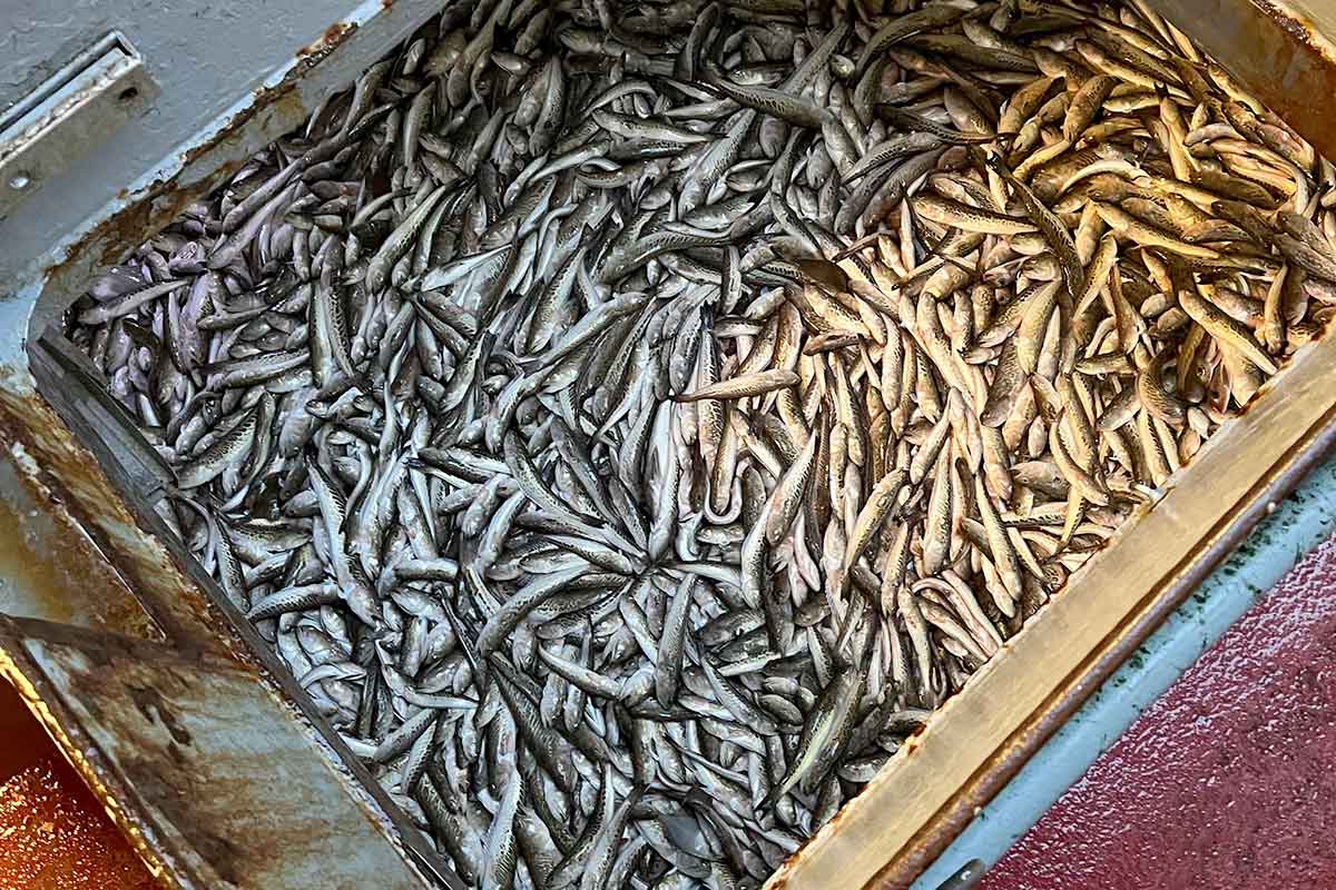 Read more about the article Deltagere søges til forsøgsfiskeri efter fjæsing i Kattegat