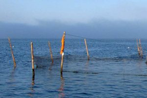93 ulovlige åleruser fundet i Rinkkøbing Fjord. Arkivfoto