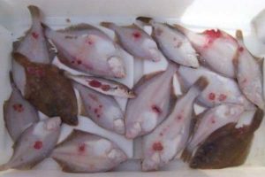 Når pulskor fiskeriet går ud over de små.  Foto: Mindre fladfisk med store synlige brændemærker og skader på siden. Fotograf: RLambersy
