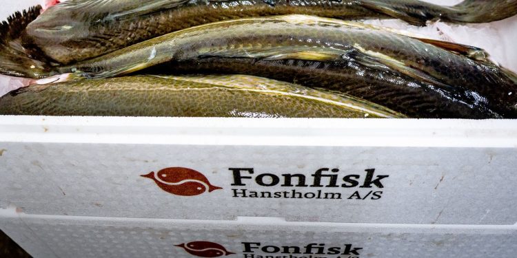 En mindre råvaretilførsel truer foto: Fonfisk Hanstholm 