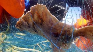 Forskningsarbejde ifbm fiskegarn - Hirtshals Havn
