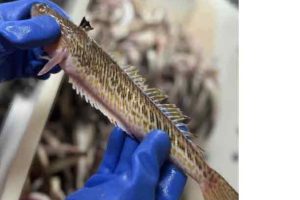 Danmarks Fiskeriforening (DFPO) har i et netop afsluttet videnskabeligt forsøg og samarbejde med DTU Aqua haft et målrettet trawlfiskeri efter fjæsing i den danske og svenske del af Kattegat. foto: JW