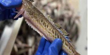 Danmarks Fiskeriforening (DFPO) har i et netop afsluttet videnskabeligt forsøg og samarbejde med DTU Aqua haft et målrettet trawlfiskeri efter fjæsing i den danske og svenske del af Kattegat. foto: JW