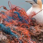 Plastik fra fiskeredskaber og udstyr i fiskeindustrien bidrager massivt til forurening af havet og kystlinjerne. Forskere har nu en plan for at reducere dette problem og udvikle mere miljøvenlige materialer. arkivfoto