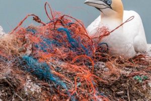 Plastik fra fiskeredskaber og udstyr i fiskeindustrien bidrager massivt til forurening af havet og kystlinjerne. Forskere har nu en plan for at reducere dette problem og udvikle mere miljøvenlige materialer. arkivfoto