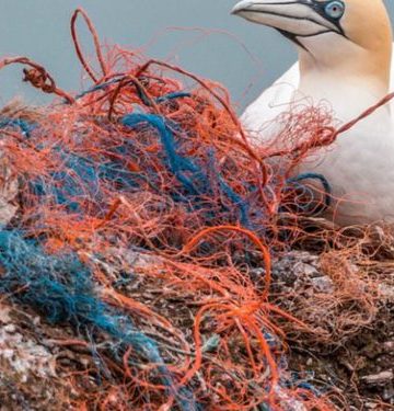 Plastik fra fiskeredskaber og udstyr i fiskeindustrien bidrager massivt til forurening af havet og kystlinjerne. Forskere har nu en plan for at reducere dette problem og udvikle mere miljøvenlige materialer. arkivfoto