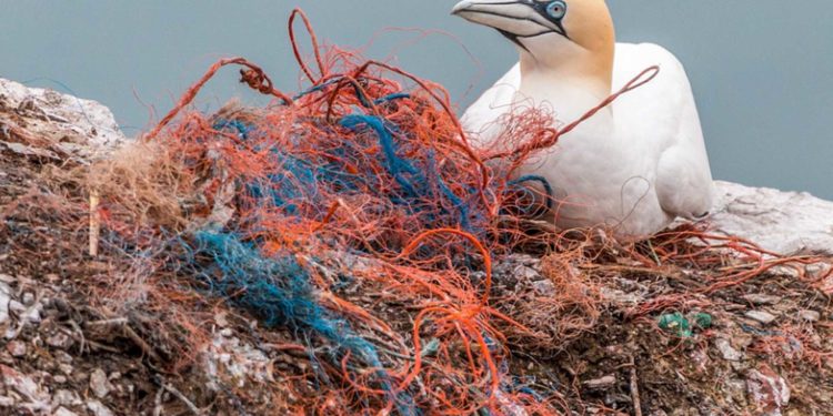 Read more about the article Sådan vil forskere bekæmpe plastikforurening i havet