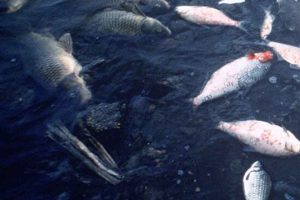 SF og Radikale forsøger nu under forhandlingerne om den grønne trepart, at omgøre en allerede indgået aftale om spildevandsrensning – og ikke overraskende sker det på en måde, der sikrer, at deres egne vælgere slipper billigere, mens landbruget til gengæld, skal have endnu en byrde at slås med. foto: wikipedia