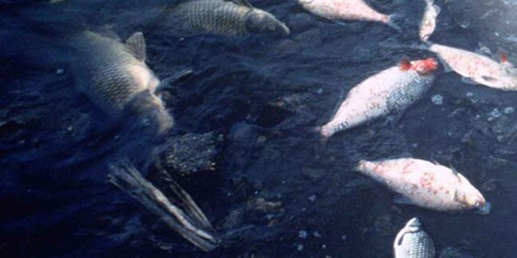 SF og Radikale forsøger nu under forhandlingerne om den grønne trepart, at omgøre en allerede indgået aftale om spildevandsrensning – og ikke overraskende sker det på en måde, der sikrer, at deres egne vælgere slipper billigere, mens landbruget til gengæld, skal have endnu en byrde at slås med. foto: wikipedia