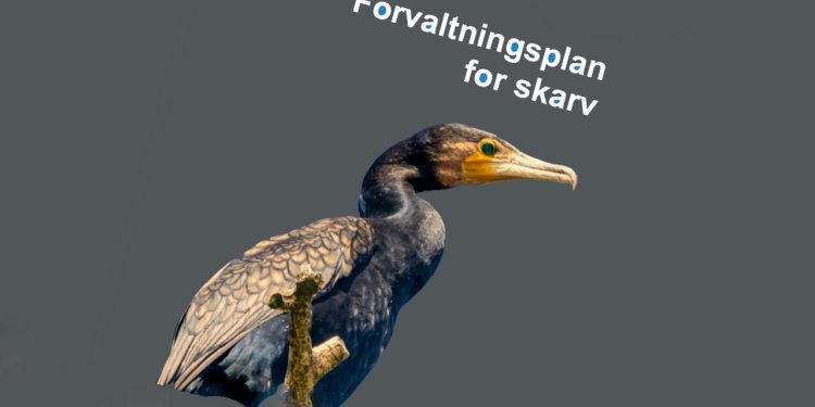 Ny forvaltningsplan for skarv giver mulighed for regulering foto: Miljøstyrelsen