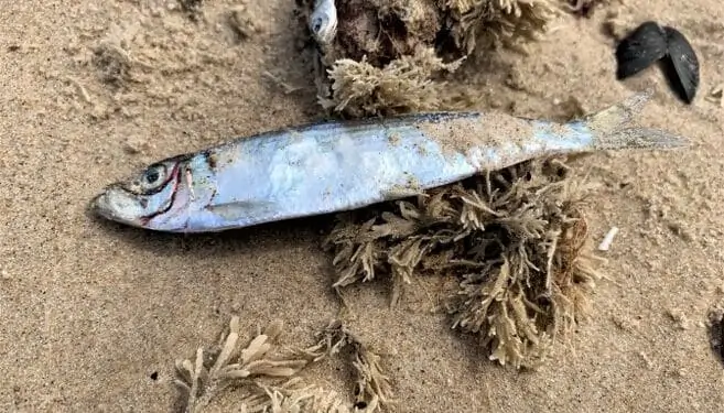 Read more about the article Stimer af døde fisk på stranden ved Hirtshals