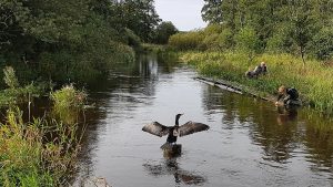 Der bliver sat fokus på skarven i et nyt stort EU-projekt, der skal redde Europas ferskvandsfisk, der i følge forskere er blevet reduceret med 83 procent. foto: Niels Jepsen DTU