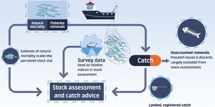 Det er konklusionen på en ny videnskabelig rapport, hvor havforskere har set på undersøgelser af uregistrerede fiskedødsfald for sild og makrel i det nordøstlige Atlanterhav. 