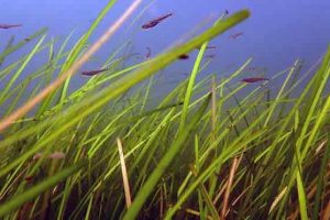 genopretningsplan for kystområdet - dtu aqua