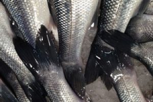 Fiskerikommisær Vella holder linjen i EU`s fælles fiskeripolitik -  Arkivfoto: Fisk