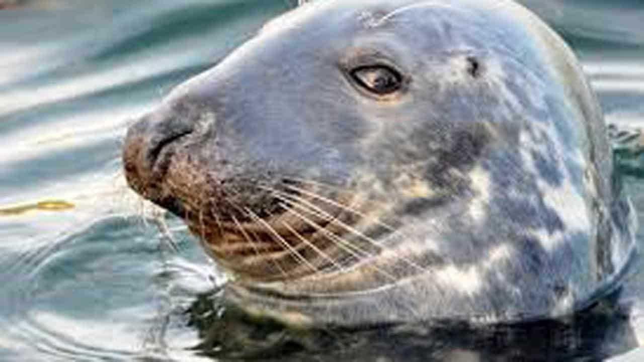 Read more about the article Grå-sælen forgriber sig nu også på Danmarks mindste hval og spættede sæler