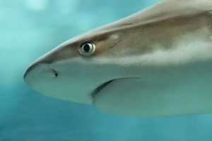 Hajer’s søvn er et mysterie - nu skal et nyt studie gøre os klogere foto: wikipedia