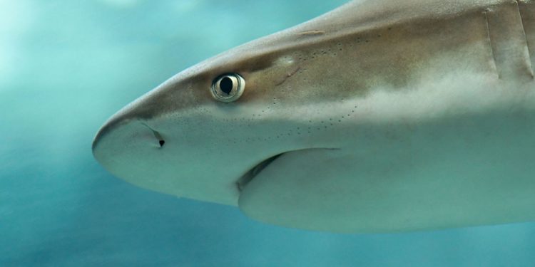 Hajer’s søvn er et mysterie - nu skal et nyt studie gøre os klogere foto: wikipedia