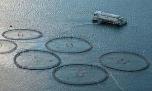 Kinesiske investorer planlægger opkøb af norske lakseopdræt  arkivfoto: havdambrug i Norge - Wikipedia