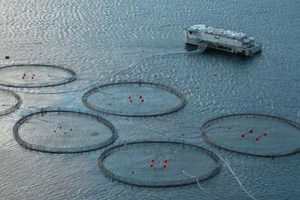 Kinesiske investorer planlægger opkøb af norske lakseopdræt  arkivfoto: havdambrug i Norge - Wikipedia